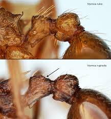 Attēlu rezultāti vaicājumam “Myrmica rubra”