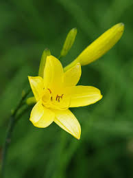 Attēlu rezultāti vaicājumam “Hemerocallis lilioasphodelus flower”