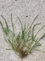 Attēlu rezultāti vaicājumam “Poa trivialis”