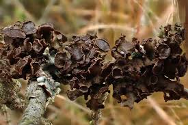 Attēlu rezultāti vaicājumam “Cetraria sepincola”