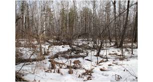 Attēlu rezultāti vaicājumam “Lamproderma pseudomaculatum”