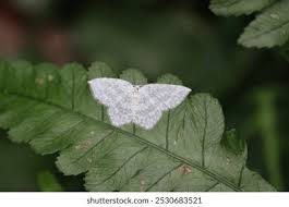 Attēlu rezultāti vaicājumam “Drepanidae”