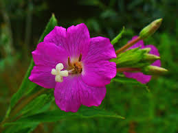 Attēlu rezultāti vaicājumam “Epilobium hirsutum flower”