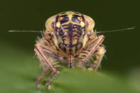 Attēlu rezultāti vaicājumam “Macrosteles sp. imago”