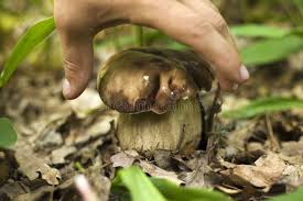 Image result for Netts