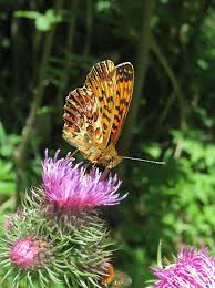 Attēlu rezultāti vaicājumam “Boloria titania underside”
