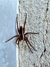 Attēlu rezultāti vaicājumam “Dolomedes fimbriatus”