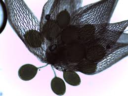 Attēlu rezultāti vaicājumam “Sphagnum wulfianum”