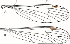 Attēlu rezultāti vaicājumam “Limoniidae”