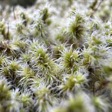 Attēlu rezultāti vaicājumam “Racomitrium canescens sporophyte”