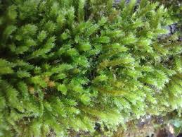 Attēlu rezultāti vaicājumam “Leucodon sciuroides”