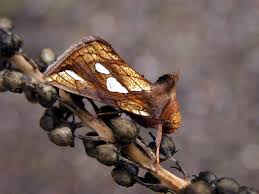 Attēlu rezultāti vaicājumam “Plusia festucae”