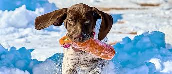 Image result for Pointers