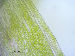 Attēlu rezultāti vaicājumam “Bryum caespiticium”