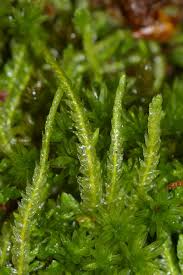 Attēlu rezultāti vaicājumam “Plagiothecium sp.”