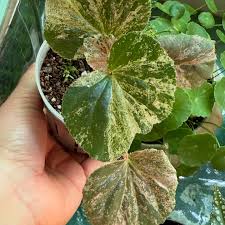 Image result for Begonia cucullata var. Hookeri