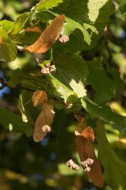 Attēlu rezultāti vaicājumam “Tilia platyphyllos subsp. platyphyllos”