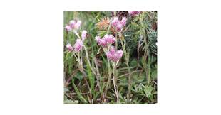 Attēlu rezultāti vaicājumam “Antennaria dioica leaf”