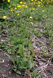 Attēlu rezultāti vaicājumam “Hieracium vulgatum leaf”
