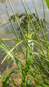 Attēlu rezultāti vaicājumam “Scirpus sylvaticus leaf”