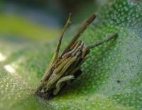 Attēlu rezultāti vaicājumam “Psyche casta larva”