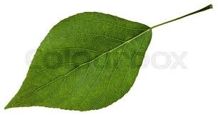 Attēlu rezultāti vaicājumam “Populus x canadensis leaf”