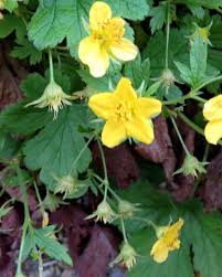 Attēlu rezultāti vaicājumam “Waldsteinia geoides”