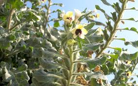 Image result for bilsenkraut