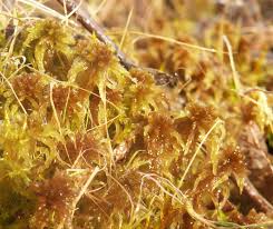 Attēlu rezultāti vaicājumam “Sphagnum contortum”