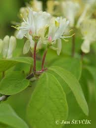 Attēlu rezultāti vaicājumam “Lonicera xylosteum flower”