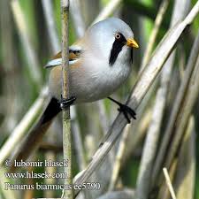 Attēlu rezultāti vaicājumam “Panurus biarmicus”