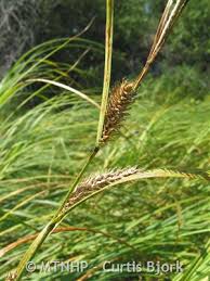 Attēlu rezultāti vaicājumam “Carex atherodes”