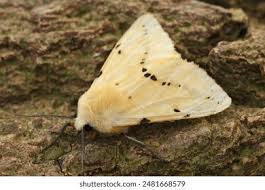 Attēlu rezultāti vaicājumam “Spilosoma lutea”