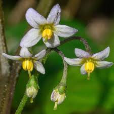 Attēlu rezultāti vaicājumam “Trichia erecta stalked”