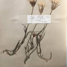 Attēlu rezultāti vaicājumam “Tragopogon heterospermus leaf”