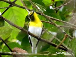 Image result for Vireo flavifrons