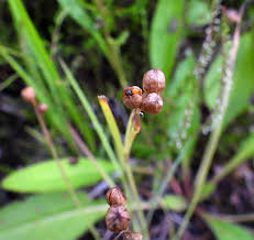 Attēlu rezultāti vaicājumam “Oenothera rubricauli bud”