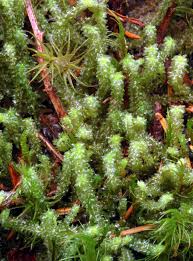 Attēlu rezultāti vaicājumam “Barbilophozia barbata”