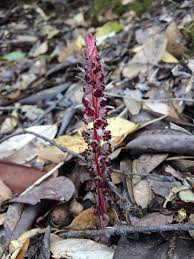 Attēlu rezultāti vaicājumam “Comatricha alta stalked”