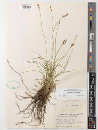 Attēlu rezultāti vaicājumam “Carex loliacea”