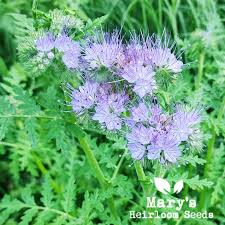 Image result for Phacelia