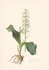 Attēlu rezultāti vaicājumam “Platanthera bifolia leaf”