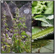 Attēlu rezultāti vaicājumam “Urtica dioica”