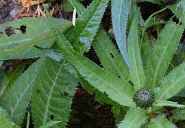 Attēlu rezultāti vaicājumam “Cirsium heterophyllum”
