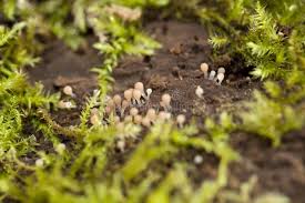 Attēlu rezultāti vaicājumam “Hemitrichia calyculata”