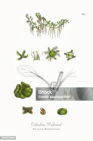 Attēlu rezultāti vaicājumam “Elatine hydropiper leaf”