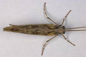 Attēlu rezultāti vaicājumam “Phryganeidae”