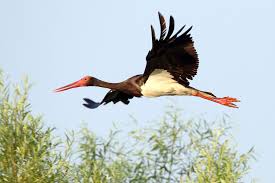 Attēlu rezultāti vaicājumam “Ciconia nigra”