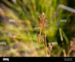 Attēlu rezultāti vaicājumam “Sympetrum flaveolum”