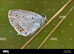 Attēlu rezultāti vaicājumam “Everes argiades underside”